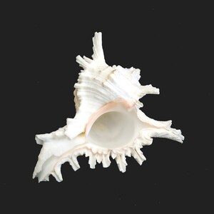 May include: A white, spiky seashell with a textured surface and a pale pink interior. The shell has a complex, irregular shape with multiple protrusions and a large, open cavity. The background is a solid black.