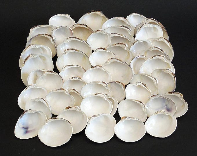 Quagog Shells White Quahog Clam Shells 50 Pcs. Bulk Seashell Supplies - Etsy
