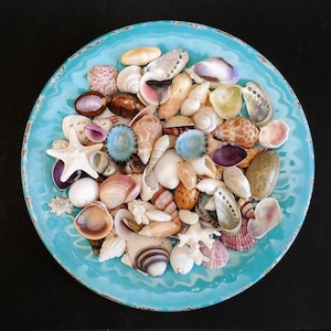 Small - Medium Mixed Shells 80+ pcs. Assorted Seashells Excel Cond