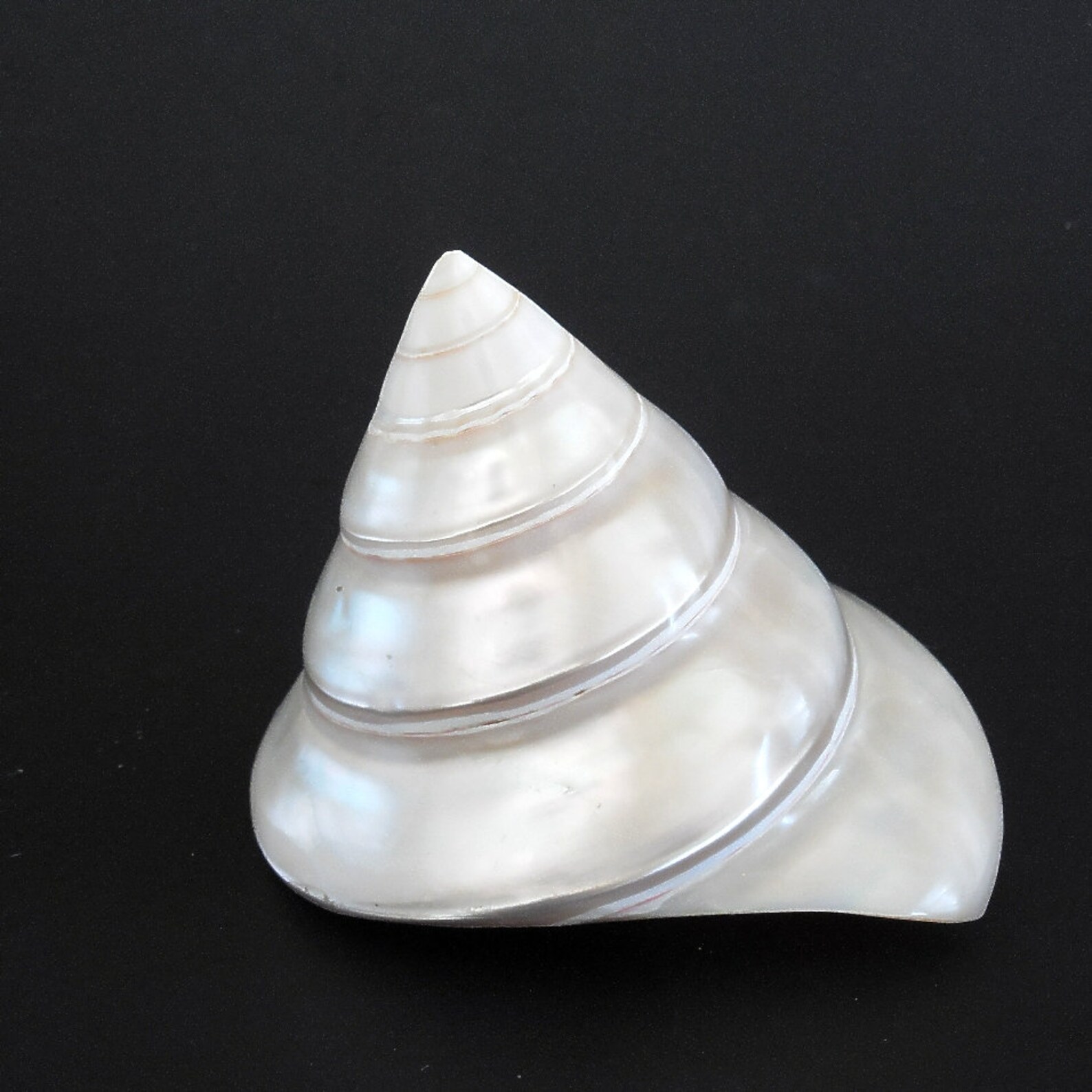 Specimen Shell 3.5 inch Large Trochus Sea Shell Collector Etsy