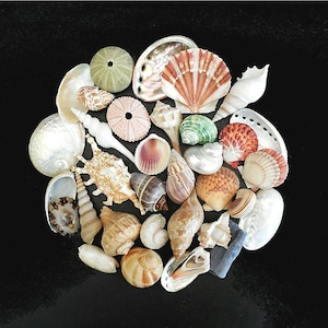 May include: A collection of various seashells and sea urchin tests arranged in a circular cluster. The assortment includes iridescent abalone shells, ridged scallop shells, spiral conch shells, and round, textured sea urchin skeletons.