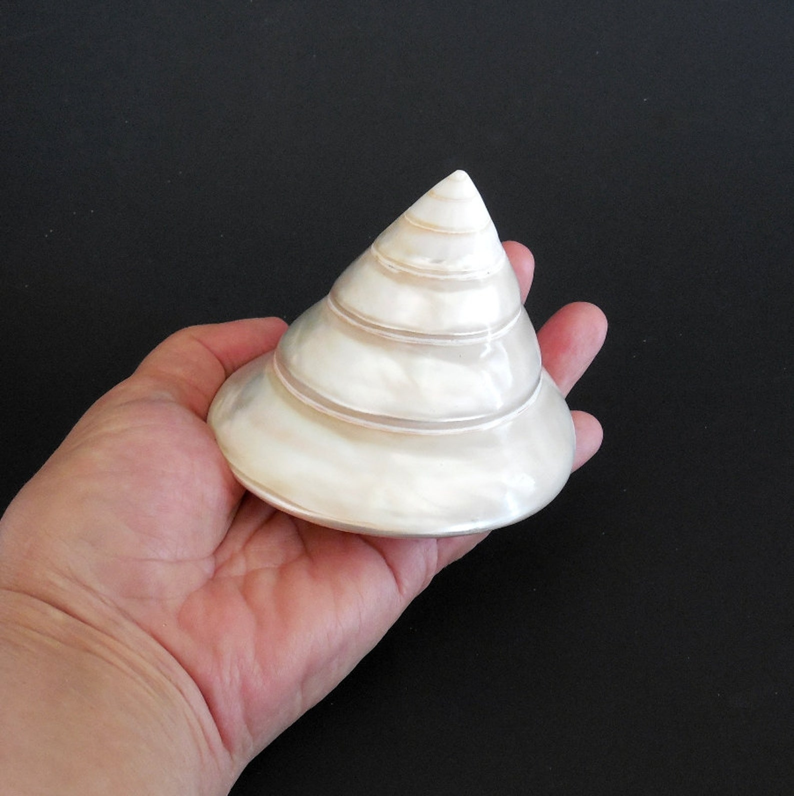 Specimen Shell 3.5 inch Large Trochus Sea Shell Collector Etsy