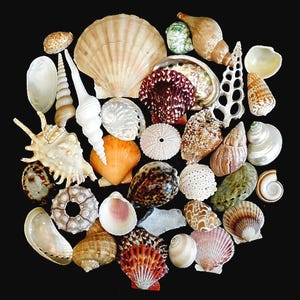 May include: A collection of various seashells including a large fan-shaped scallop, a white spiral auger, a dark red ridged shell, a spiky murex, a round sea urchin test, and several smaller spiral, bivalve, and abalone shells in shades of brown, white, and tan.
