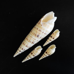 May include: Four seashells of varying sizes are arranged on a black background. The largest shell is elongated and tan with brown spots. The smaller shells are cone-shaped, also tan with brown spots. The shells have a natural, organic appearance.