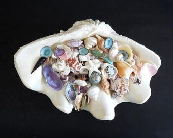 May include: A large, off-white, scalloped clam shell bowl filled with a diverse collection of small seashells, including spiral shells, bivalves, a white starfish, and several small, round, blue-toned decorative stones or shell fragments.