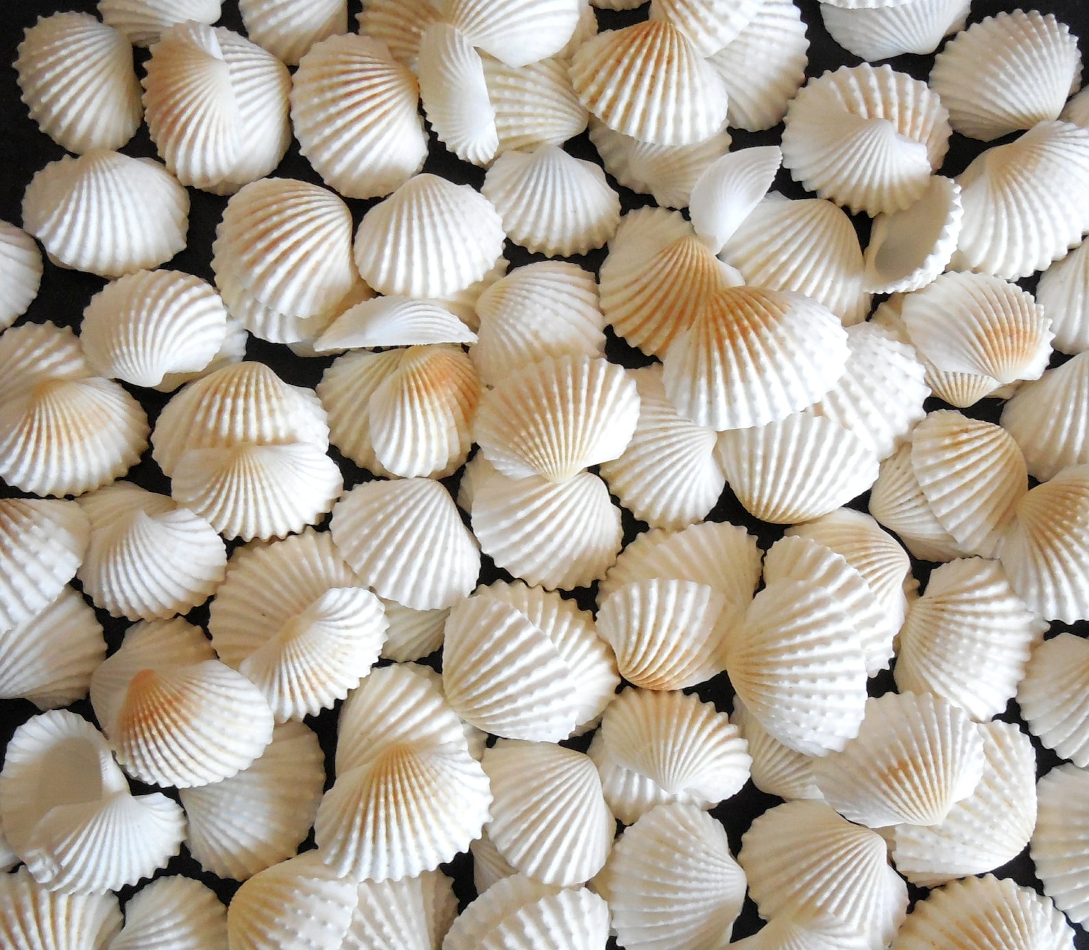 White Ark Shells (150 Pcs) Bulk Small Craft Seashells - Etsy