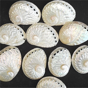 May include: A collection of iridescent, pearlescent abalone shells. Each shell has a unique shape and pattern, with a spiral design and a series of small, dark holes along the edge. The shells vary in size and are arranged on a dark surface.