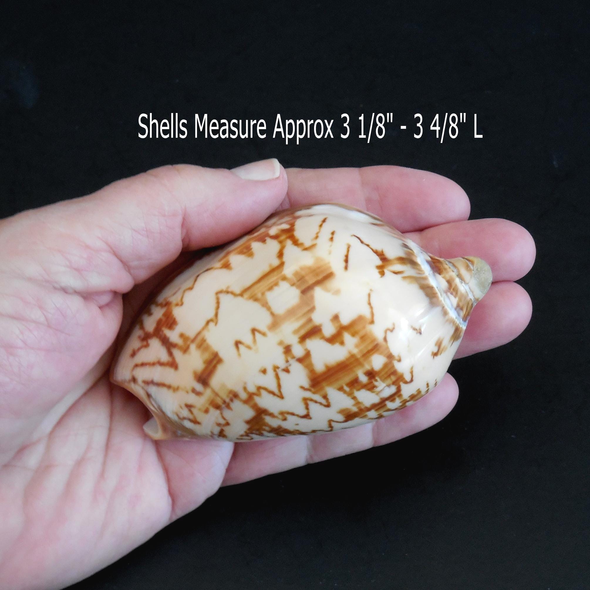 Set of 5 Polished Noble Volute Shells 3.25