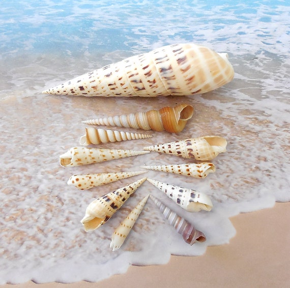 Auger Seashells 11 Bulk Auger Sea Shells Specimen Shells Etsy