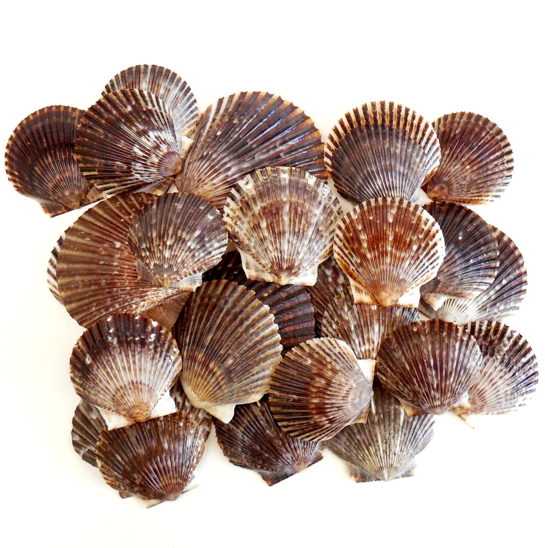 Calico Scallop Shells 30 Pcs. for Seashell Beach Crafts Supplies ...