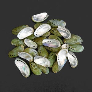May include: A collection of iridescent abalone shells, showcasing a mix of pearly white and olive green hues. Each shell has a unique shape and texture, with a series of small holes along the edge. The shells are scattered against a dark background.