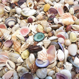 Small Seashell Mix (1 full cup), for DIY Shell Craft Supplies