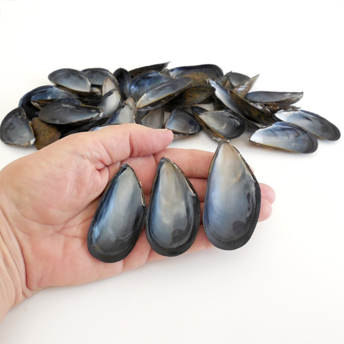 Mussel Shells 25 pcs 2 1/2 2 3/4 Wholesale Bulk Mussel Etsy