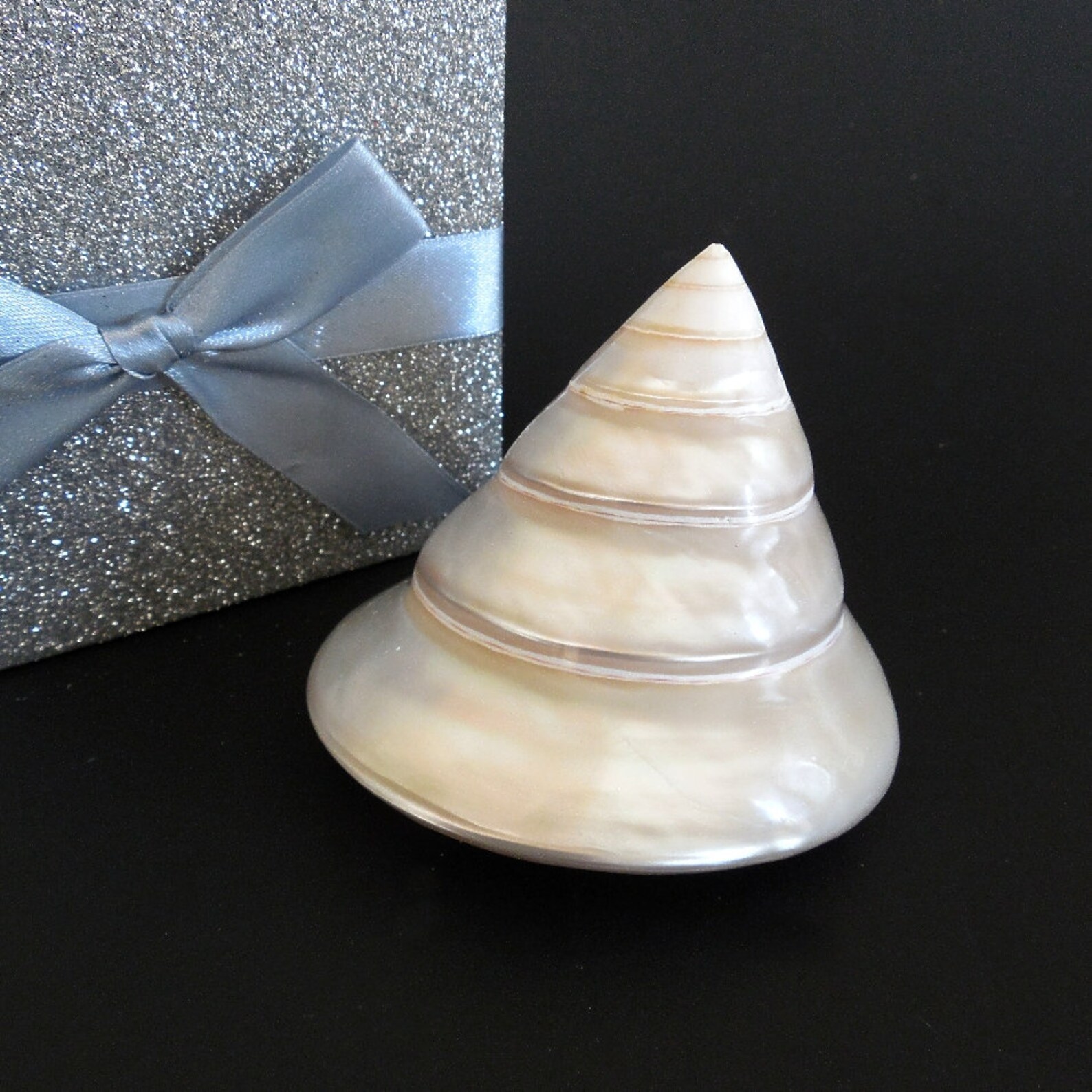 Specimen Shell 3.5 inch Large Trochus Sea Shell Collector Etsy