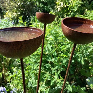 May include: Three weathered metal bird baths with a rusty brown finish. Each bowl contains water, reflecting the sunlight. The bird baths are set against a backdrop of green foliage, creating a natural garden scene.