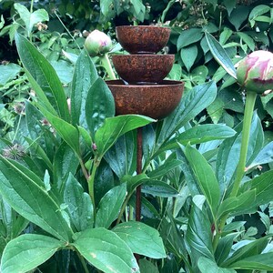 May include: A tiered, rustic metal fountain with three bowls, set amidst lush green foliage and peony buds. The fountain's bowls have a weathered, brown finish. The surrounding plants have large, vibrant green leaves, creating a natural, garden-themed scene.