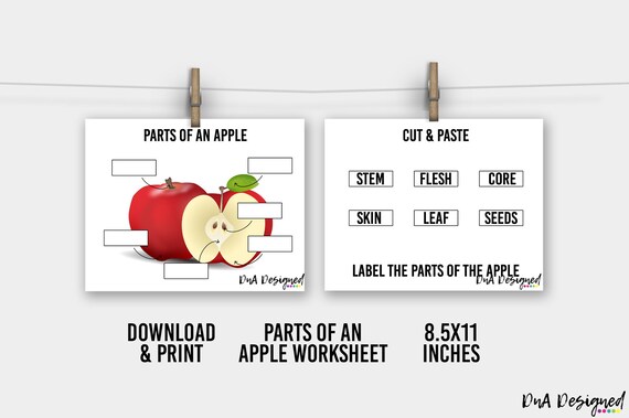 Parts of an Apple Printable Workbook for Toddlers DIGITAL - Etsy