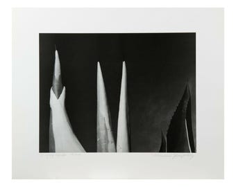 Mariana Yampolsky "Maguey Capado" Lithographic Photo Print Limited 29 of 250 Signed