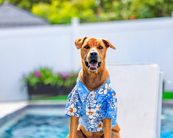 May include: A brown and white dog wearing a blue and white Hawaiian shirt sits in front of a swimming pool.