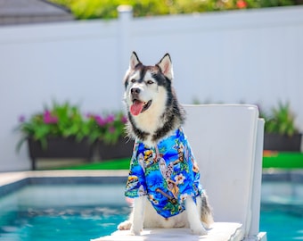 May include: A black and white husky dog wearing a blue and white Hawaiian shirt sits on a white chair by a swimming pool.