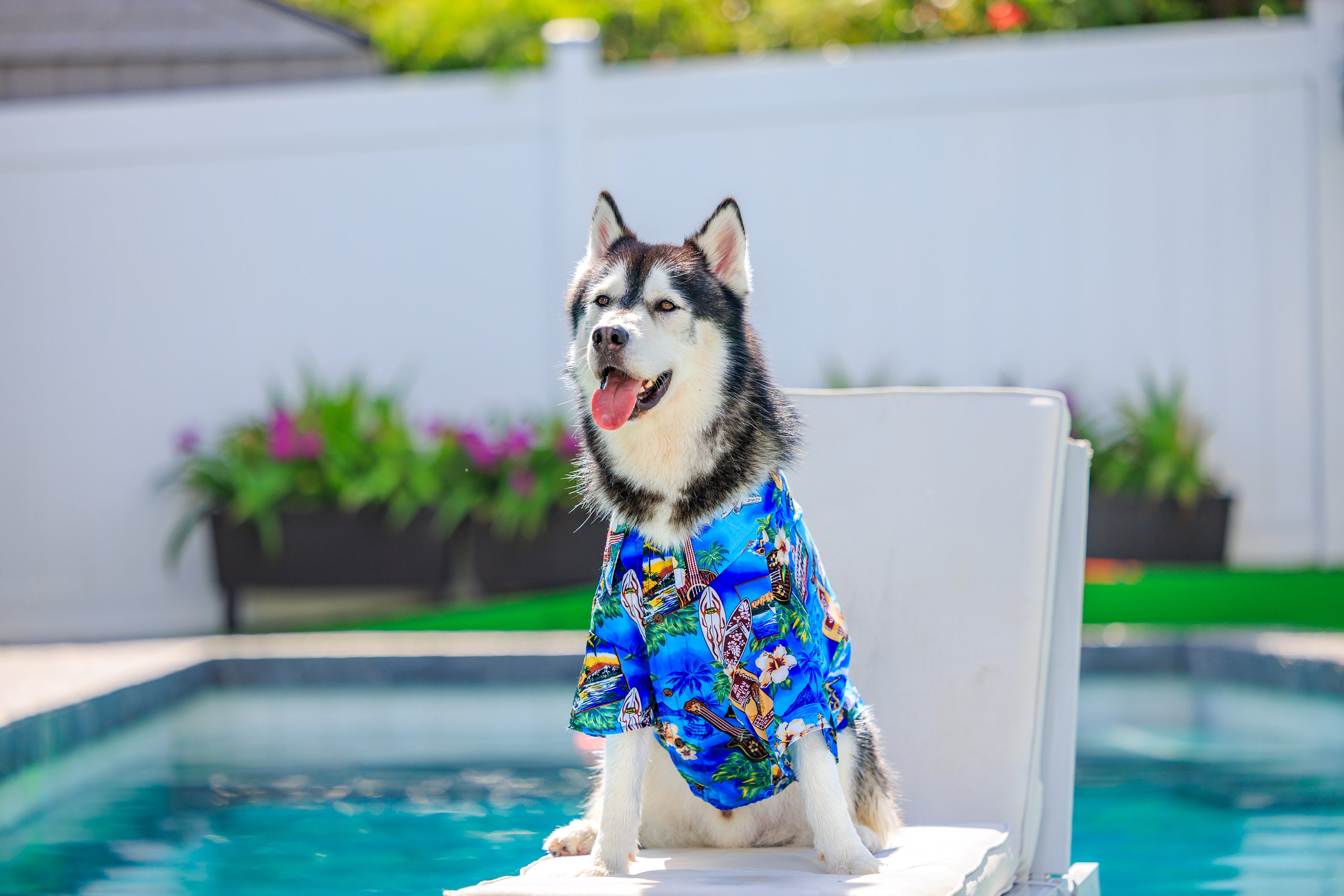 Ninthisle Made in Hawaii Pets Clothing Aloha Shirts Summer Party