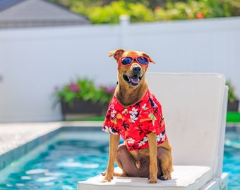 May include: A brown dog wearing red sunglasses and a red and white Hawaiian shirt sits on a white lounge chair by a swimming pool.