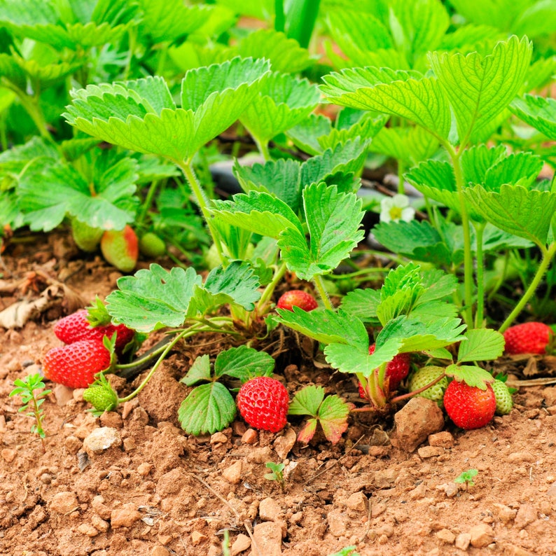 Fruit Syrup Using Whole Berries  Choose from 10 Different image 3