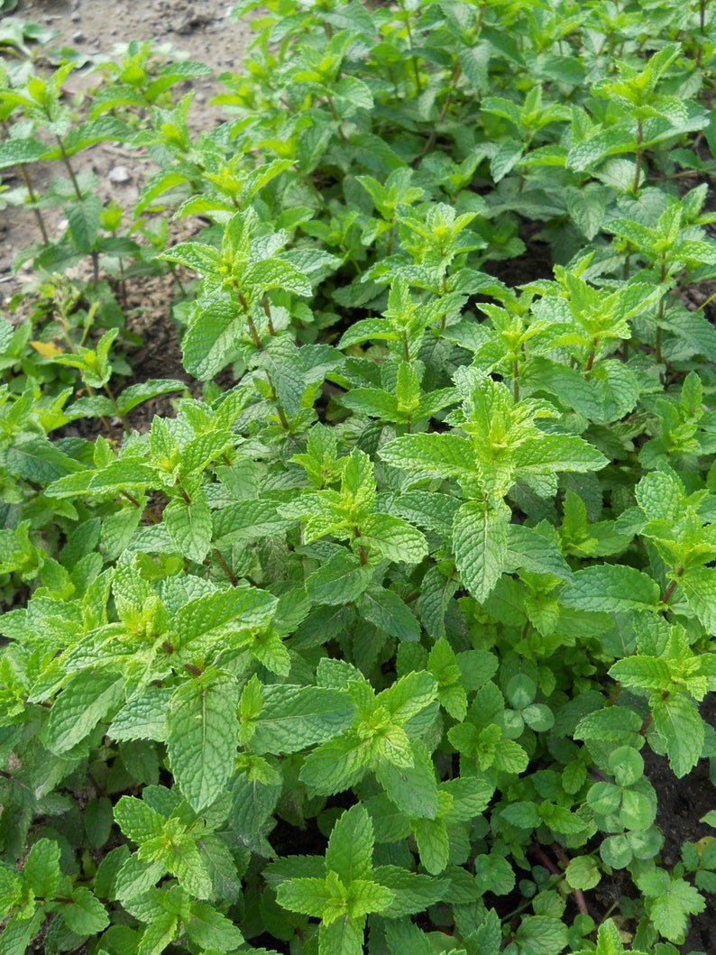 Mint Jelly and Mint Jalapeno Jelly Herbal Jelly in 8 Oz Jars Etsy