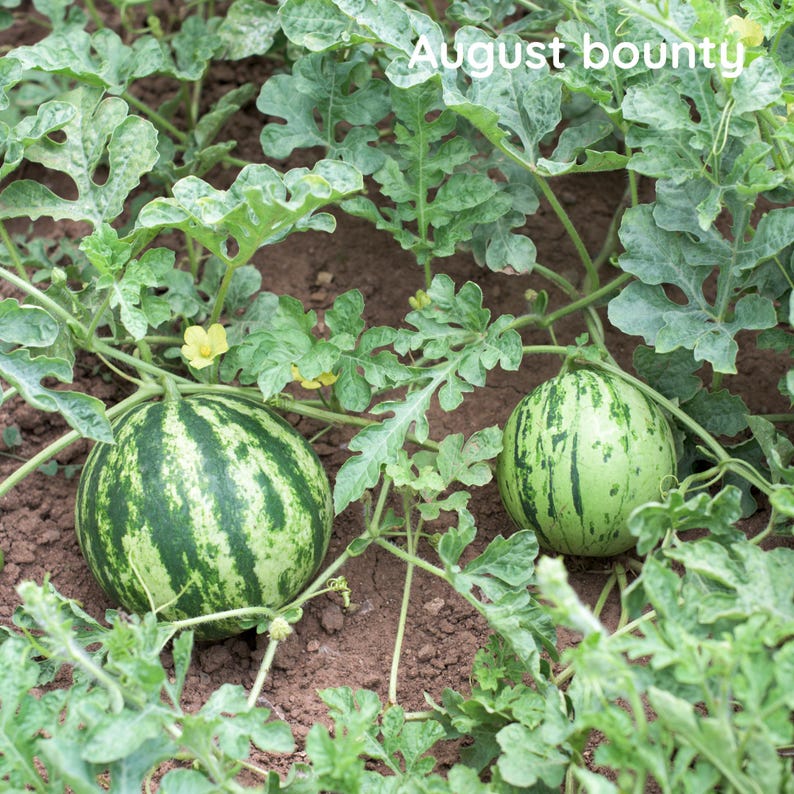 Mermelada de sandía – Conservas de verano caseras elaboradas en pequeñas cantidades imagen 12
