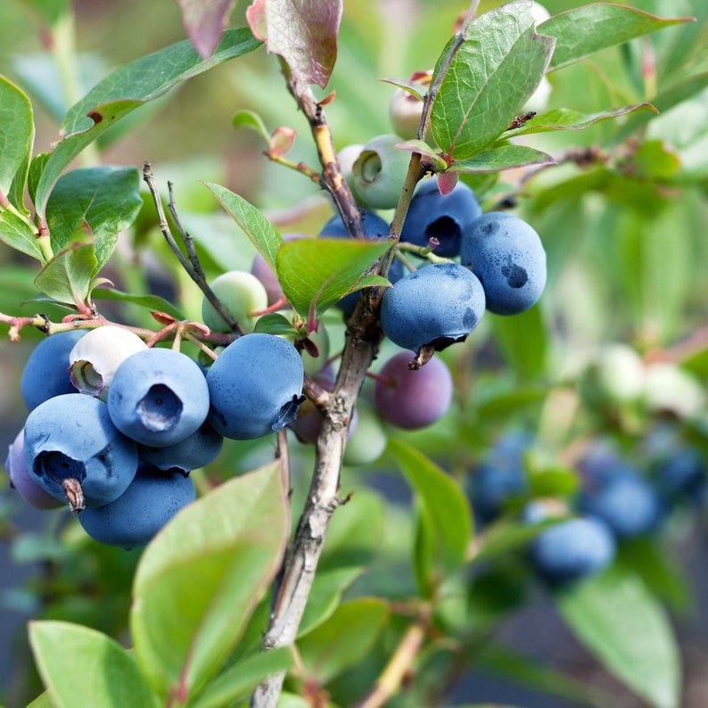 Fruit Syrup Using Whole Berries  Choose from 10 Different image 5