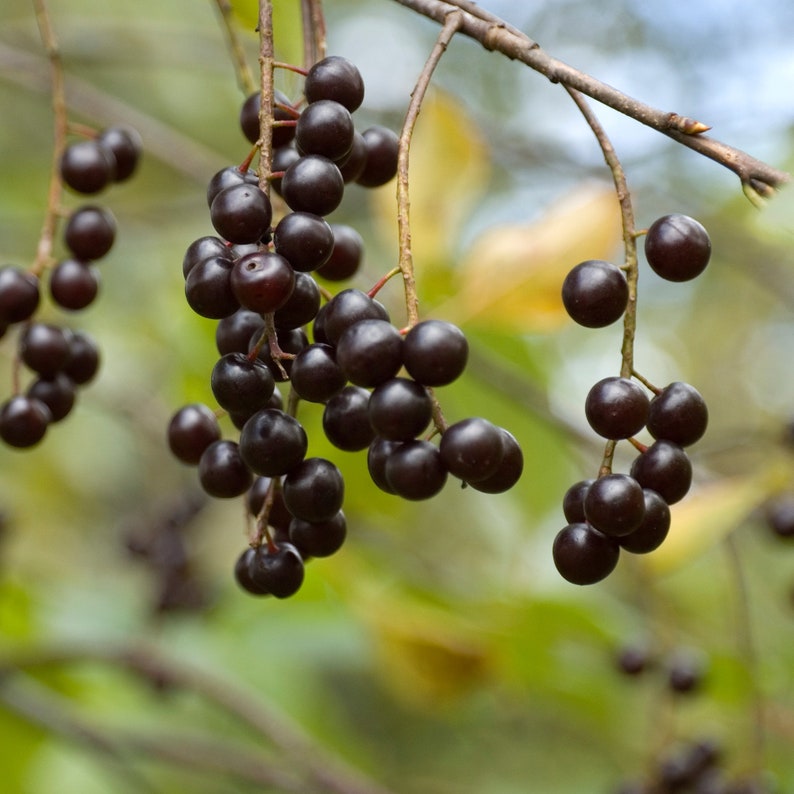 Fruit Syrup Using Whole Berries  Choose from 10 Different image 8