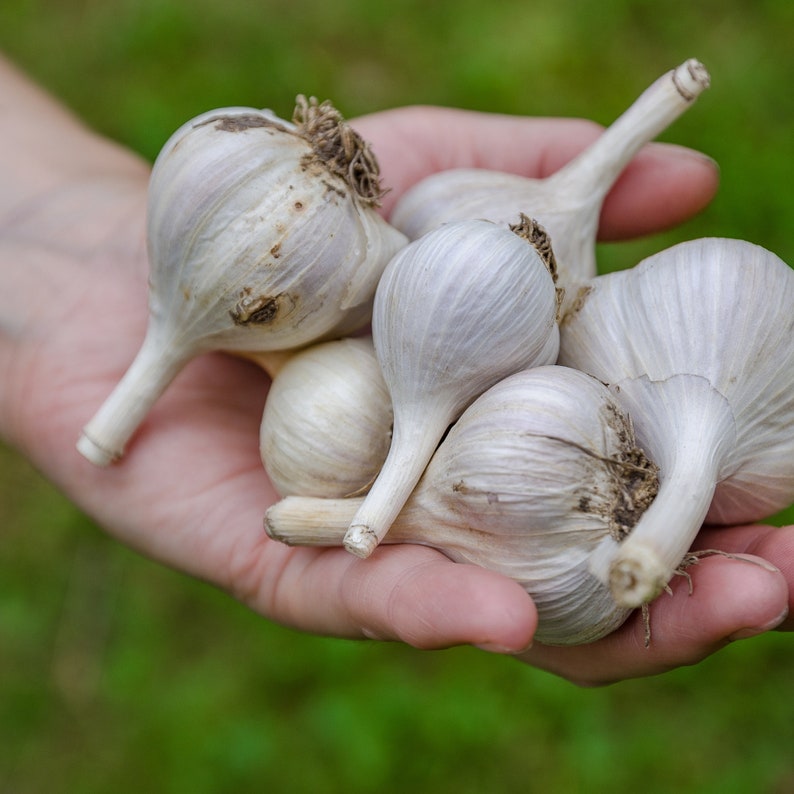 Garlic Jelly and Red Pepper Garlic Jelly 2 Jars of Etsy