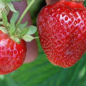 Homemade Strawberry Jam and Strawberry Mango Jam All Natural Farm to Table Jam Gifts from Boondock Enterprises image 3