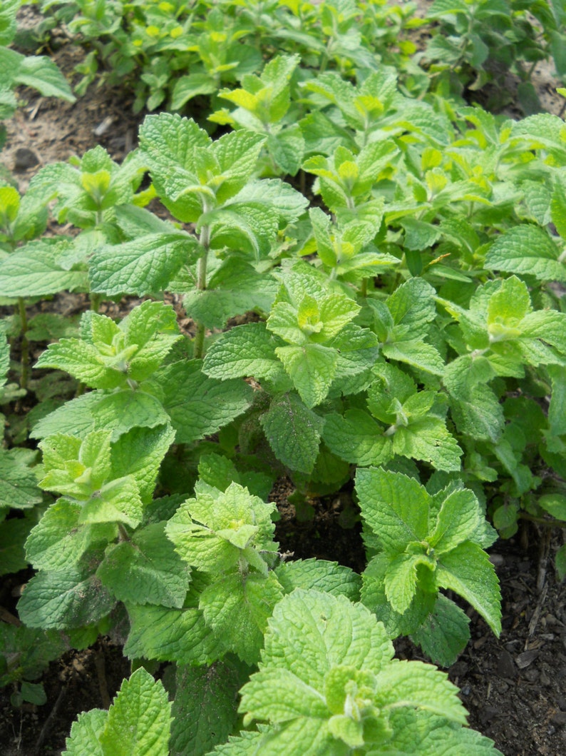 Mint Jelly and Mint Jalapeno Jelly Herbal Jelly in 8 Oz Jars Etsy