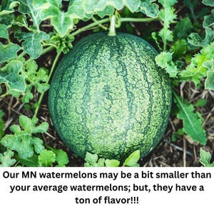 Puede incluir: Una sand&iacute;a redonda y verde con rayas de color verde oscuro que descansa sobre el suelo entre hojas verdes. El texto de abajo dice: Our MN watermelons may be a bit smaller than your average watermelons; but, they have a ton of flavor!!!