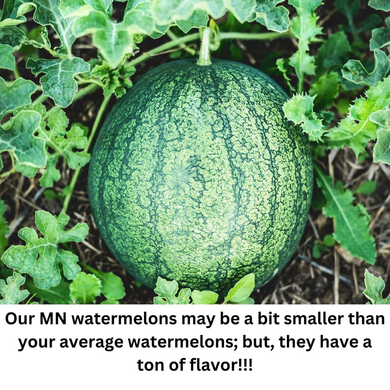 Puede incluir: Una sand&iacute;a redonda y verde con rayas de color verde oscuro que descansa sobre el suelo entre hojas verdes. El texto de abajo dice: Our MN watermelons may be a bit smaller than your average watermelons; but, they have a ton of flavor!!!