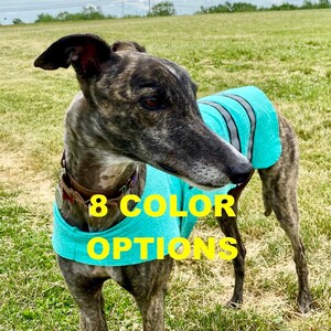 May include: A brindle greyhound wearing a turquoise blue dog vest with grey stripes. The vest has the text "8 COLOR OPTIONS" printed on it.