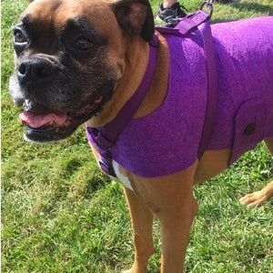 May include: A brown and white boxer dog wearing a purple fleece dog vest with a purple harness and leash.