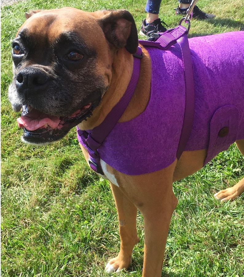 May include: A brown and white boxer dog wearing a purple fleece dog vest with a purple harness and leash.
