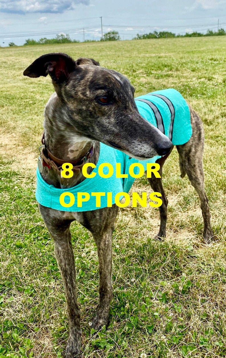 May include: A brindle greyhound dog wearing a turquoise blue and grey striped dog vest. The vest has the text "8 COLOR OPTIONS" printed on it. The dog is standing in a grassy field.