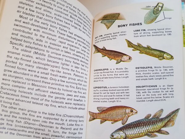 Fossils: A Guide to Prehistoric Life Golden Nature Guide - Etsy