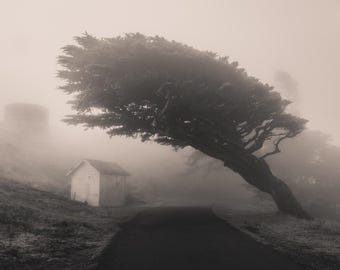 Leaning Foggy Cypress Tree Photo Print, Black and White Point Reyes Wall Art