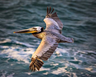 Grafika ścienna z pelikanem brunatnym, wydruk fotografii ptaków przybrzeżnych, dekoracja oceaniczna