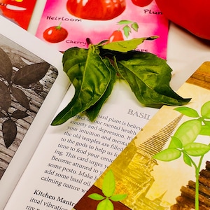 May include: A close-up of a still life featuring fresh basil leaves, tomato illustrations, and text. The text includes the word "Heirloom" and "Cherry". The basil leaves are a vibrant green, and the tomatoes are a bright red.
