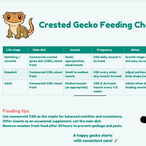 Könnte beinhalten: Eine Fütterungstabelle für Kronengeckos mit einer Gecko-Illustration. Die Tabelle listet Lebensphasen, Ernährung, Insekten, Häufigkeit und Hinweise auf. Darunter befinden sich Fütterungstipps und ein schwarzes Gecko-Fußabdruck-Symbol. Text: Crested Gecko Feeding Chart, Feeding tips, A happy gecko starts with consistent care!