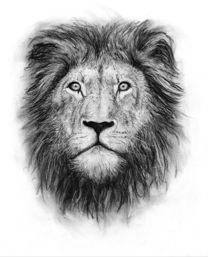 Charcoal Drawing Lion GICLEE Art Print Lion Portrait Black Etsy