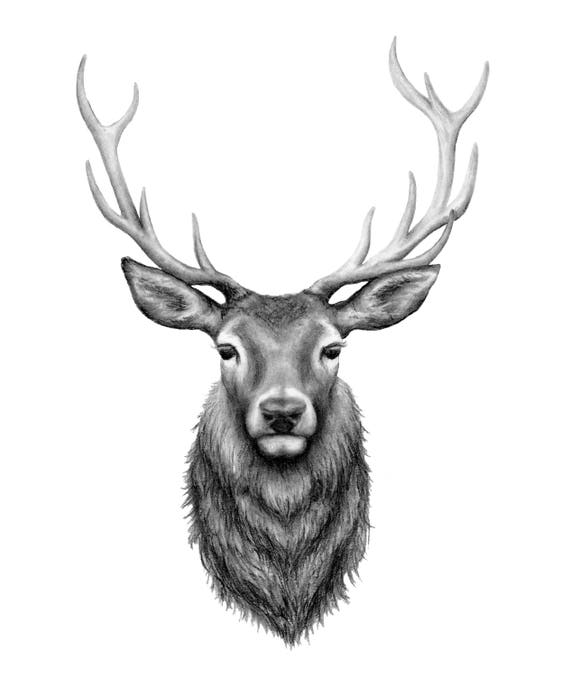 Cerf Fusain Dessin Giclée Print Decor Animaux Woodland Pépinière Noir Et Blanc Art Cadeau Pour Femmes Cadeau Pour Maman