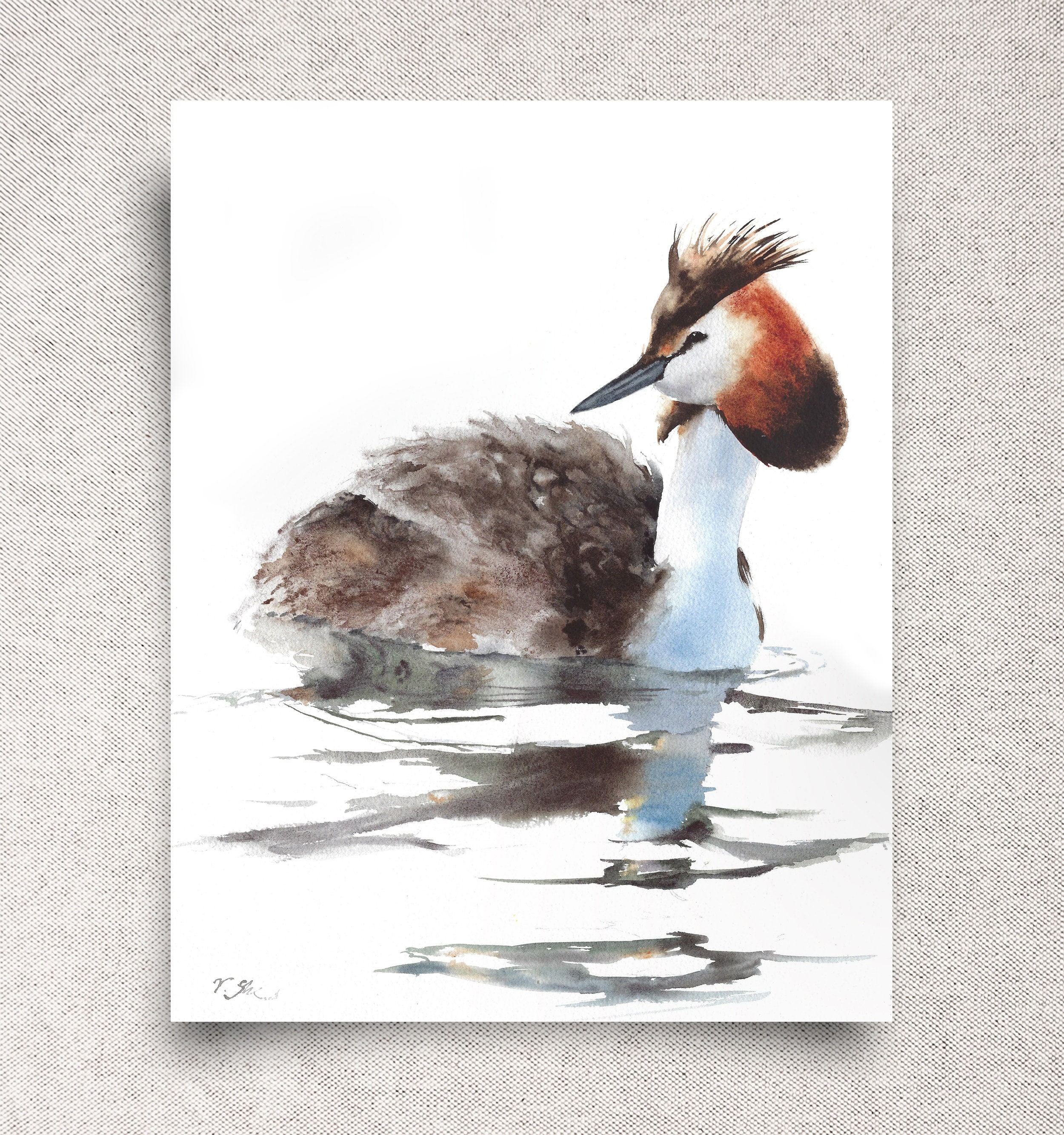 Madagascan grebe | Non-profit educational portal Zoogalaxy, image size:2500x2667