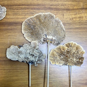 Ensemble de 3 vrais champignons éponges séchés naturels. Décor floral et boisé. image 2