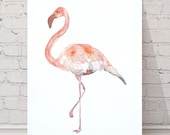 Original Watercolour Illustration Draw A4 size Flemish Bird Wall Decor Nature Life